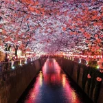 日本の夜桜の風景